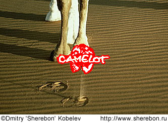 Camel ...